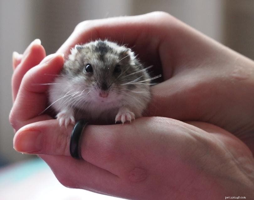 Como segurar um hamster corretamente (com fotos e vídeos)