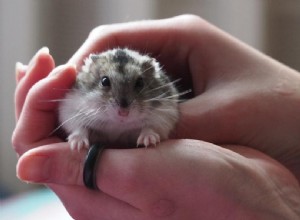 Como segurar um hamster corretamente (com fotos e vídeos)