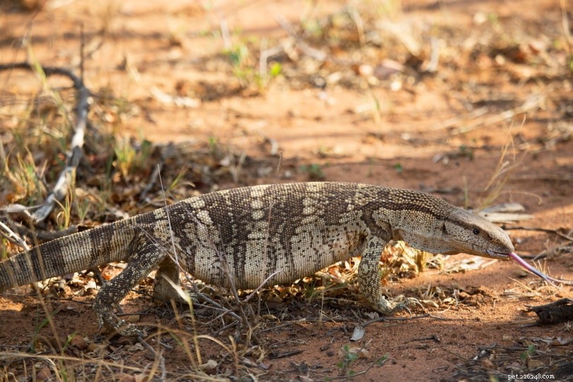 White-Throated Monitor Lizard：Care Sheet、Lifespan＆More（With Pictures）