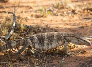 White-Throated Monitor Lizard：Care Sheet、Lifespan＆More（With Pictures）