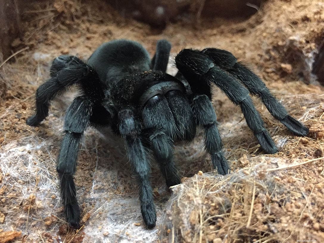 Braziliaanse zwarte tarantula