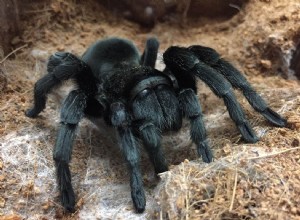 Brasiliansk svart tarantula