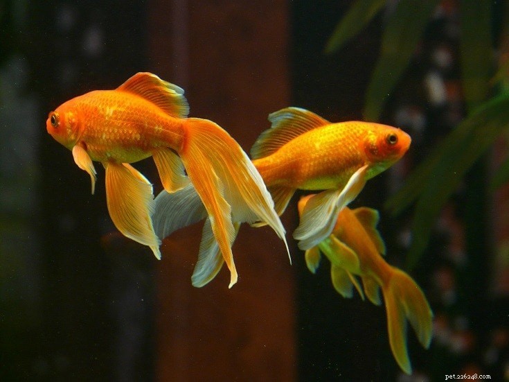 Задержка роста золотых рыбок:почему это происходит и что с этим делать