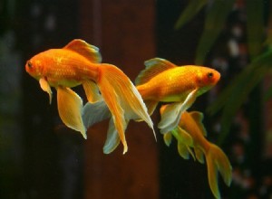 Retard de croissance des poissons rouges :pourquoi cela se produit et que faire à ce sujet