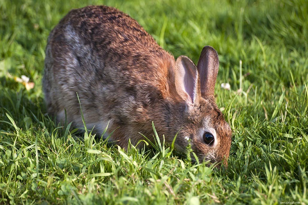 Waarom eten konijnen hun eigen poep? (2 redenen voor dit gedrag)