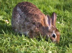 Por que os coelhos comem seu próprio cocô? (2 razões para este comportamento)