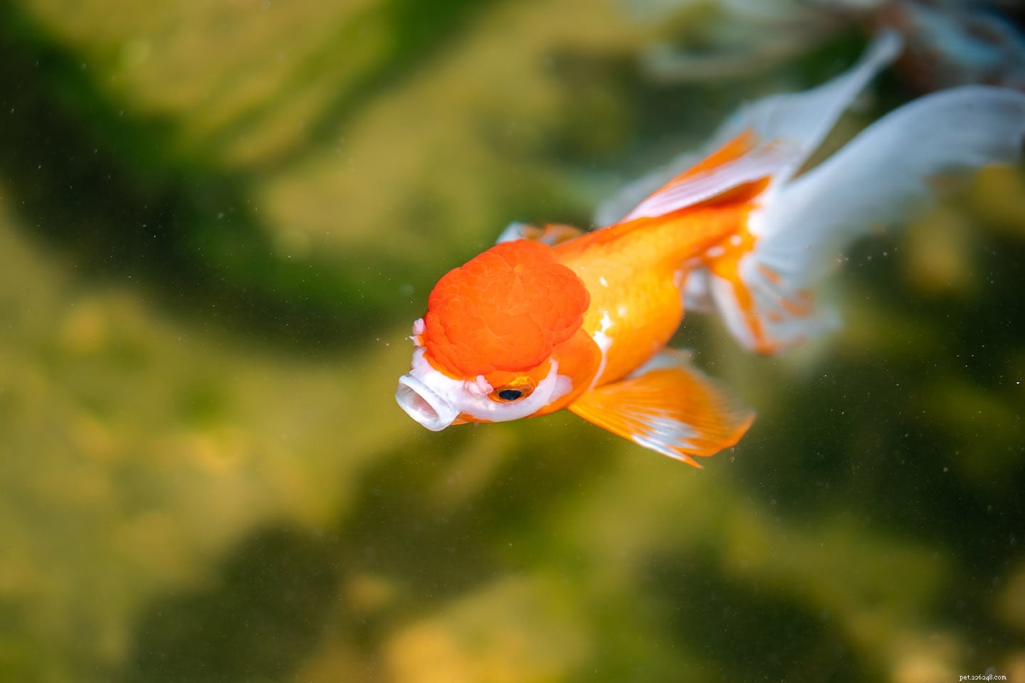 6 goede redenen om gelvoer voor goudvissen te gebruiken