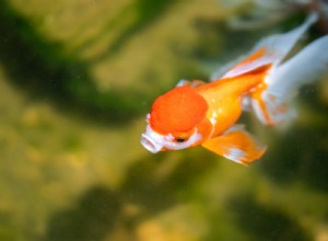 金魚にジェルフードを使用する6つの理由 