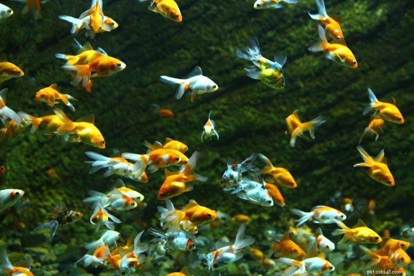 金魚の稚魚に餌をやる：スケジュール付きの完全なケアガイド 