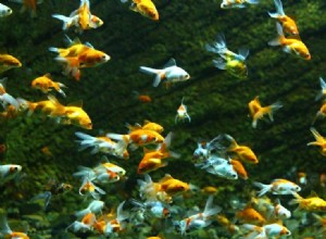 Utfodring av guldfiskyngel:Komplett skötselguide med schema
