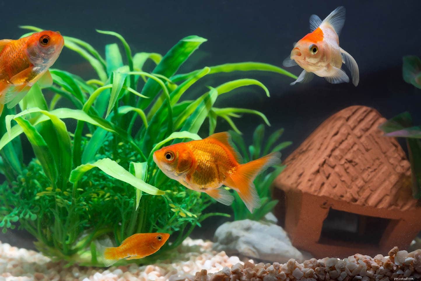 Могут ли золотые рыбки жить с гуппи? У нас есть ответы!