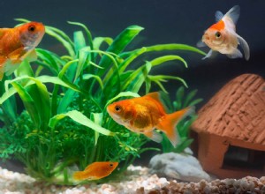 Kan guldfiskar leva med guppies? Vi har svaren!