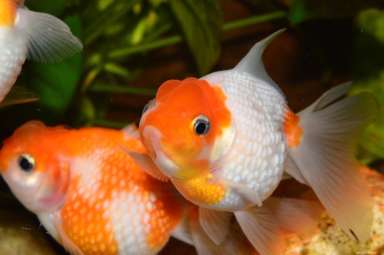 7 redenen waarom uw goudvis wit wordt en wat u eraan kunt doen