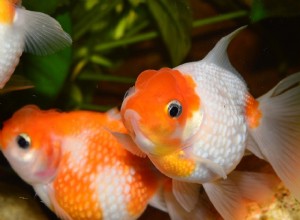 7 anledningar till att din guldfisk blir vit och vad du ska göra åt det