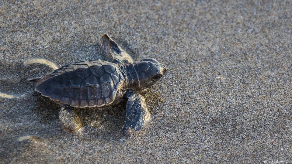 Hoe zorg je voor een babyschildpad (Verzorgingsblad en gids 2022)
