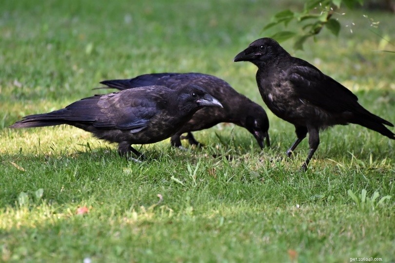 Les corbeaux et les corbeaux font-ils d excellents animaux de compagnie ? Ce que vous devez savoir !