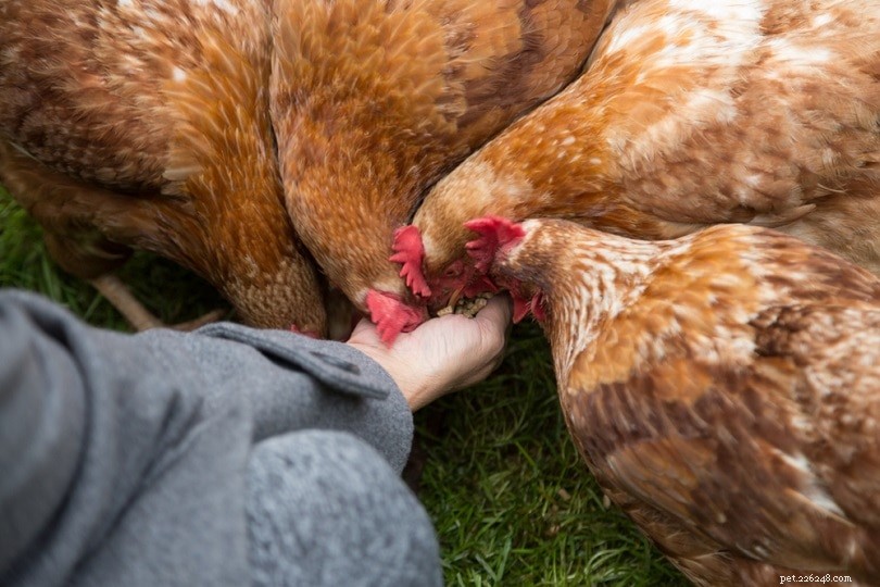 집에서 찾을 수 있는 닭을 위한 30가지 대체 사료 옵션