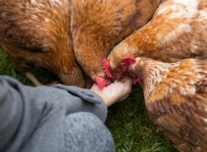 30 alternativních možností krmení pro kuřata nalezených doma