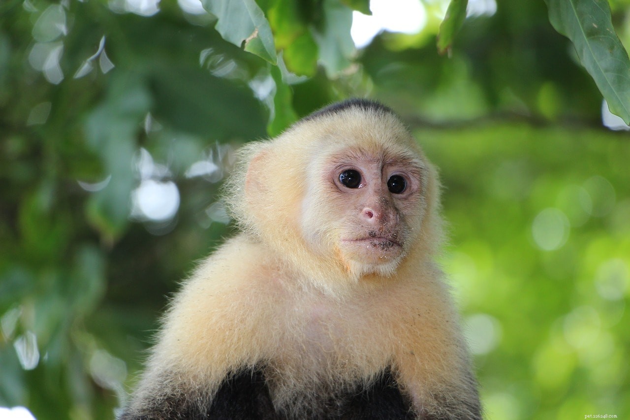 8 apenrassen die als huisdier worden gehouden