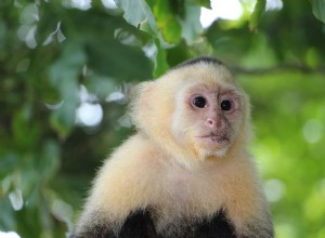 8 opičích plemen, která jsou chována jako domácí mazlíčci