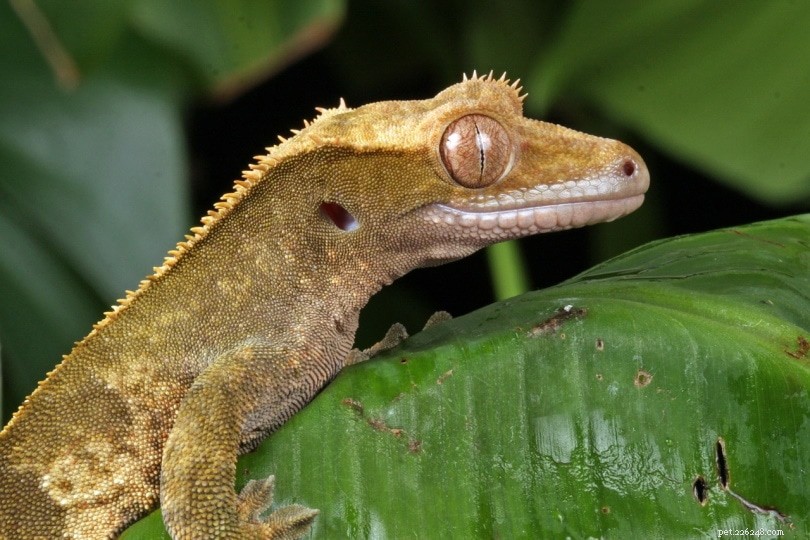Pouvez-vous assembler deux geckos à crête ?