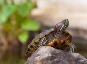 Hur man tar hand om rödörade glidsköldpaddor (vårdblad och guide 2022)