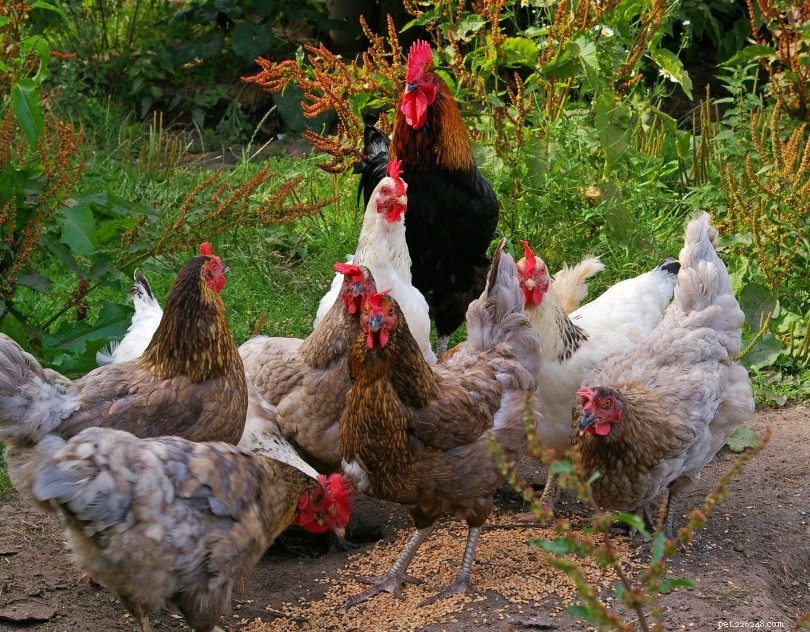 Hoeveel kost het om kippen te fokken? (2022 Prijsgids)