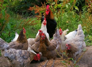 Quanto custa criar galinhas? (Guia de preços de 2022)