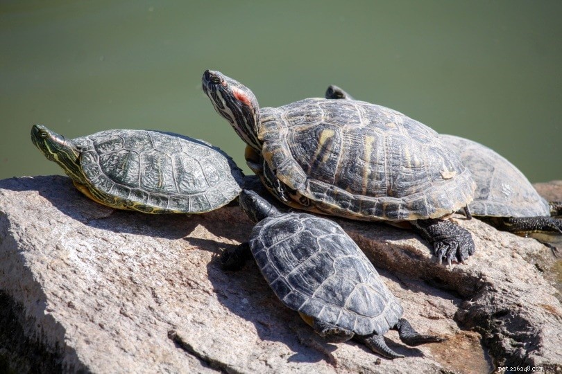 12 sällskapssköldpaddsarter som förblir små
