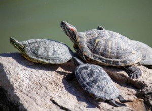 12 druhů domácích želv, které zůstávají malé