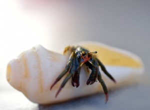 Os caranguejos eremitas são bons animais de estimação? (Uma resposta honesta)