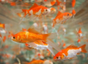 金魚の繁殖を成功させるための8つのヒントとコツ 