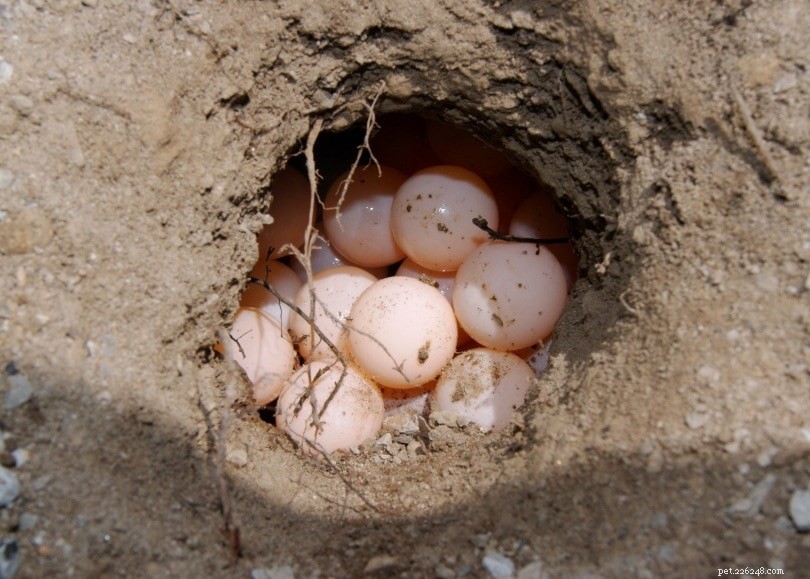 カメの卵の世話をする方法：初心者向けガイド（写真付き） 