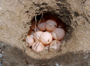Как ухаживать за черепаховым яйцом:руководство для начинающих (с иллюстрациями)