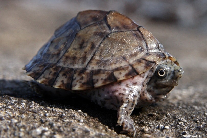 Hoe herken je de leeftijd van een schildpad (met afbeeldingen)