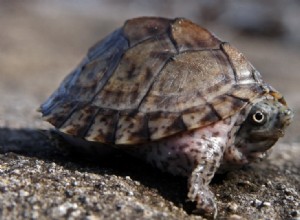Jak poznat věk želvy (s obrázky)
