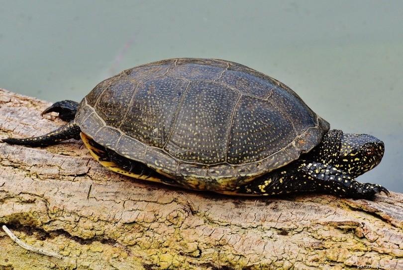 Por quanto tempo as tartarugas podem ficar sem água?