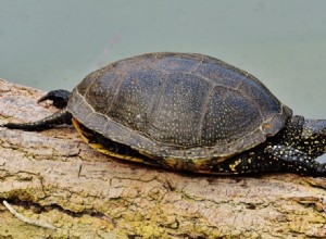 Por quanto tempo as tartarugas podem ficar sem água?