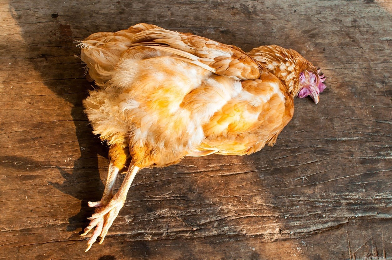 Cosa ha ucciso il mio pollo? Ecco come determinare il killer