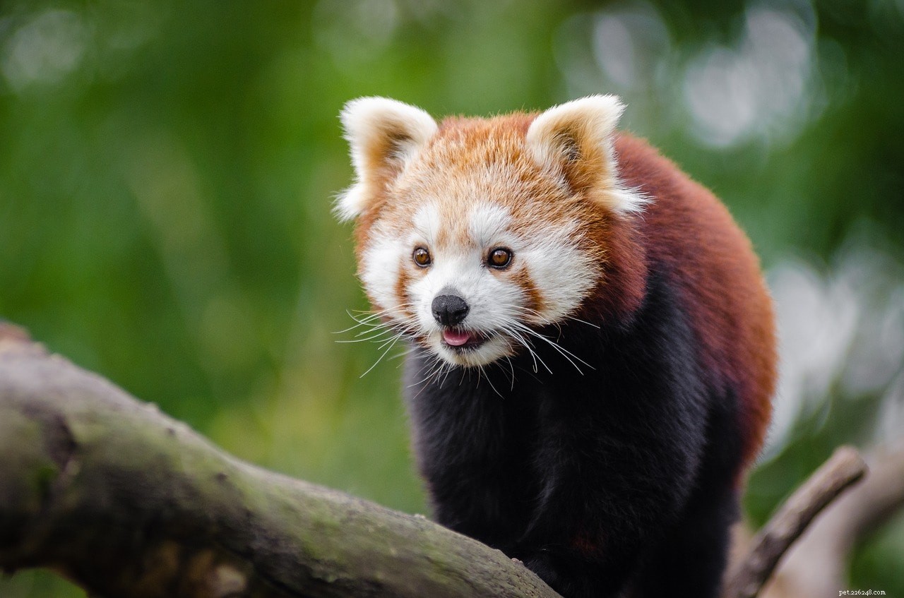 Gör pandor fantastiska husdjur? Vad du behöver veta