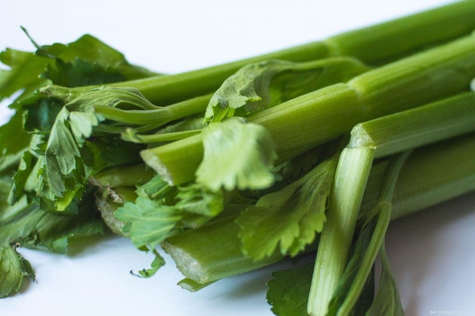 Můžou kuřata jíst celer? Co potřebujete vědět!