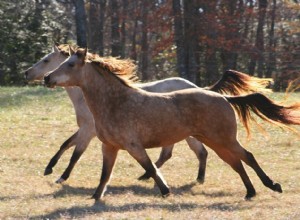 Kan vilda hästar tämjas? Här är vad du behöver veta!
