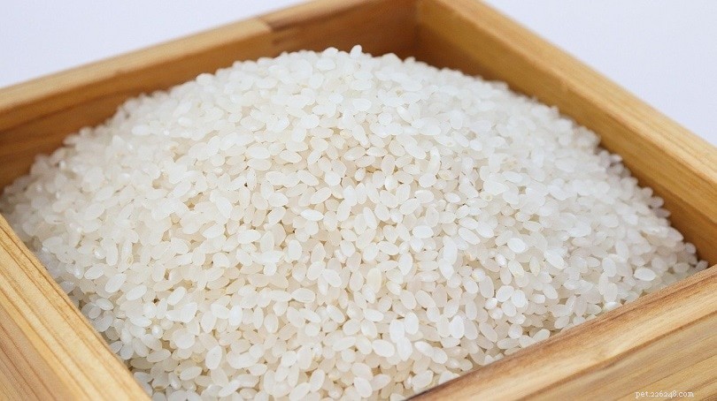 Můžou kachny jíst rýži? Co potřebujete vědět!