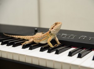 Les dragons barbus aiment-ils la musique ?