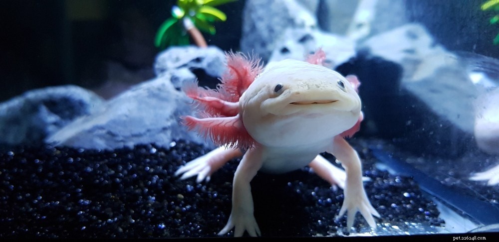 Axolotl:folha de cuidados, vida útil e mais (com fotos)