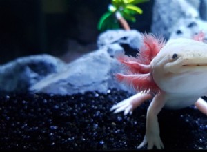Axolotl:folha de cuidados, vida útil e mais (com fotos)