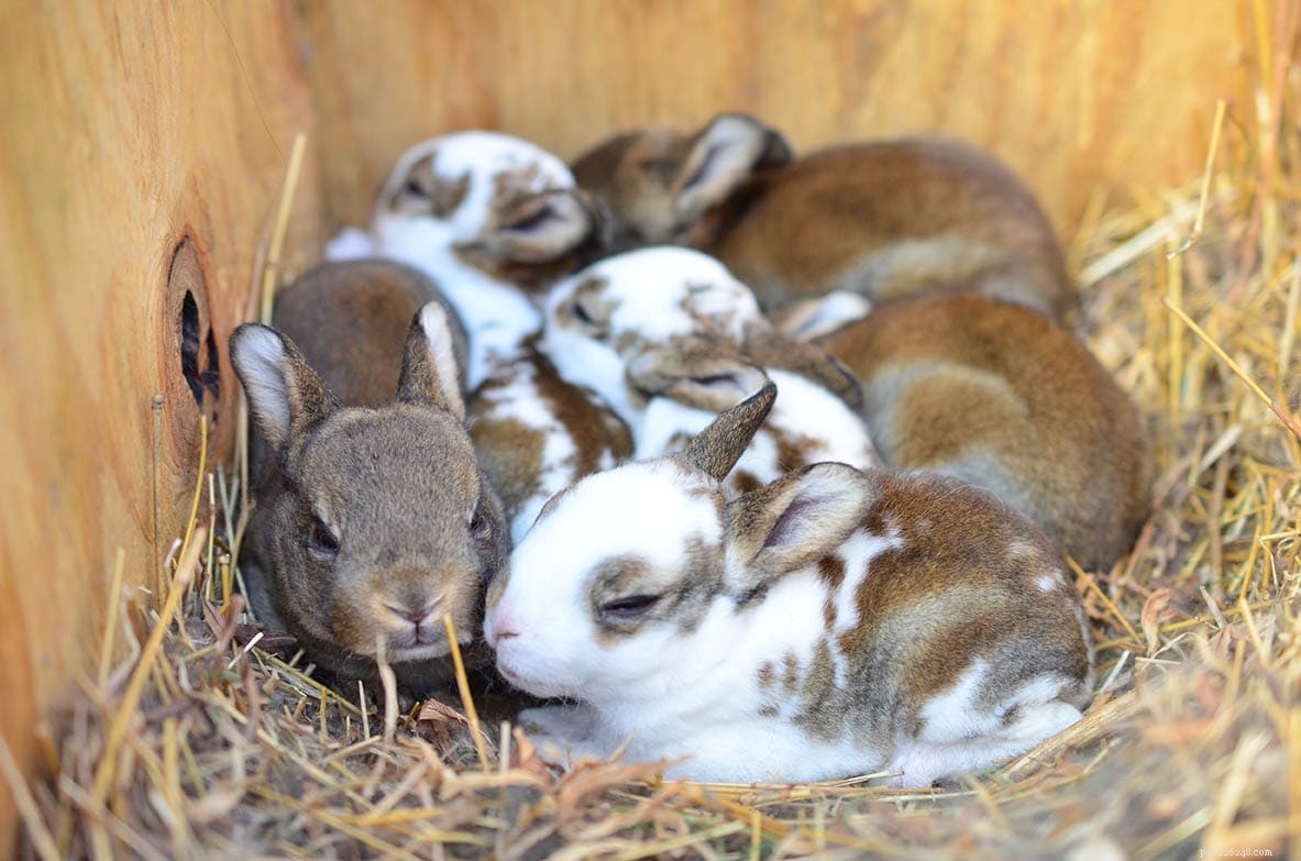 쓰레기에 몇 마리의 토끼가 있습니까?
