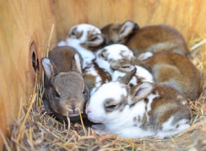 Quantos coelhos há em uma ninhada?