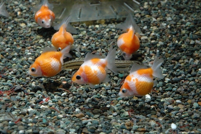 金魚の成長：チャート付きの完全ガイド 