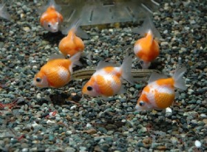 Croissance des poissons rouges :guide complet avec tableau